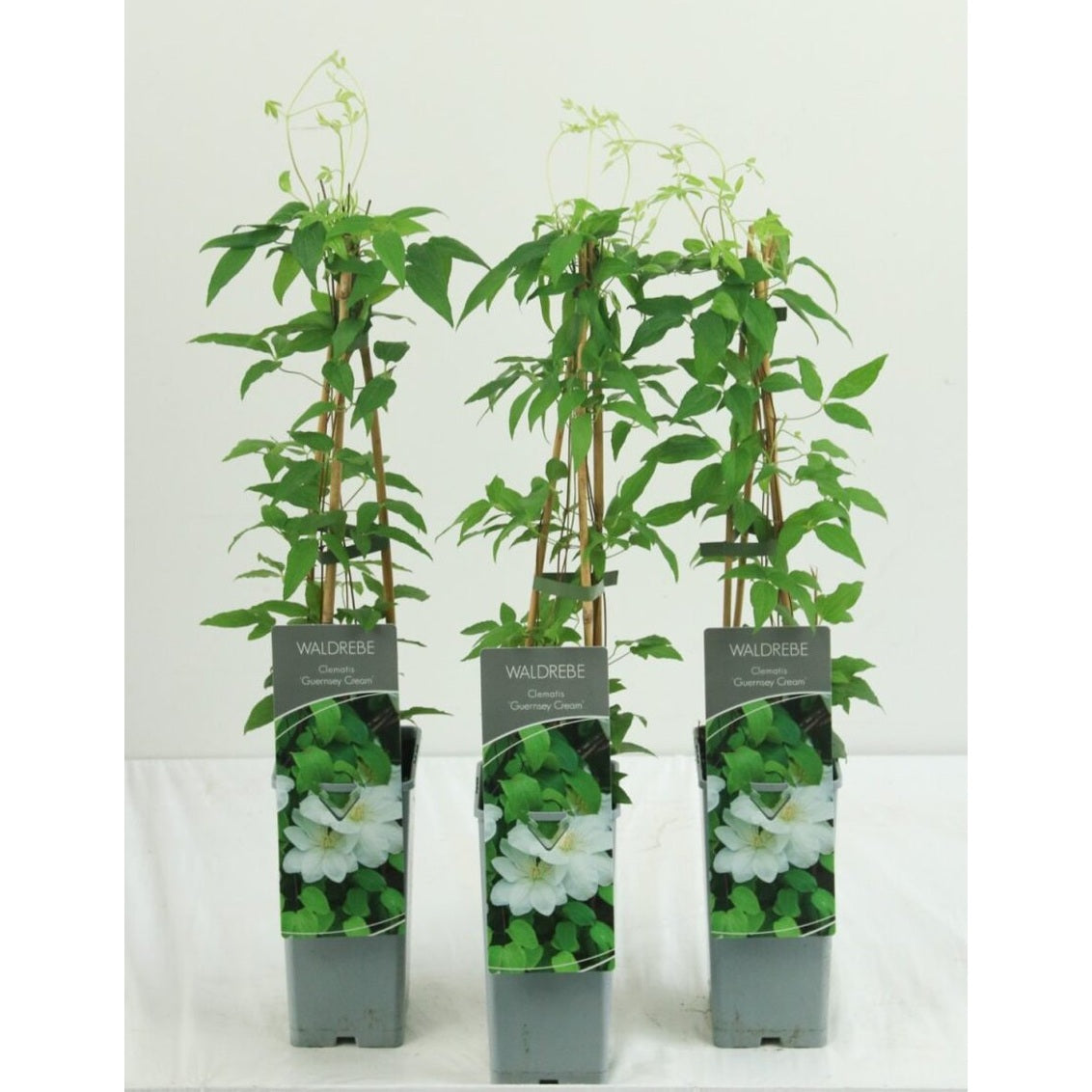 Klematis – Clematis 'Guernsey Cream' - C2 50-60 CM 3 Stick